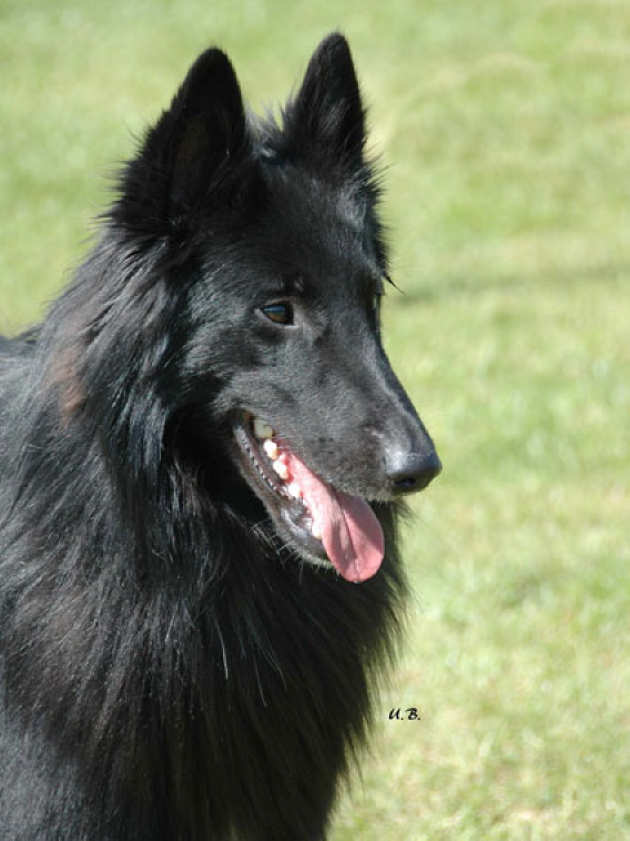 Asco Fr�hjahr 2008