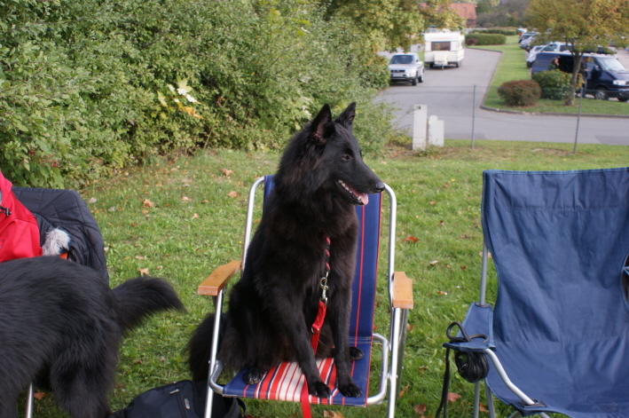 BSB Speziale Sept Aisha unser angehender Jg.Ch