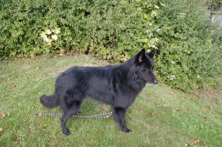 BSB Speziale Sept. Asco v. Johannisbach