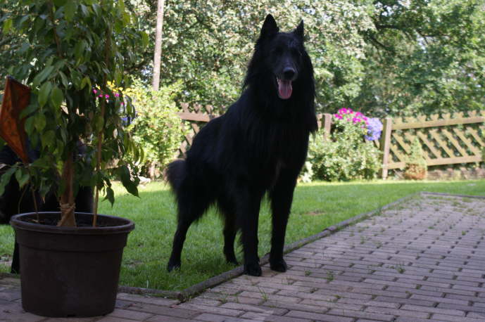 Asco  Fr�hjahr 2010