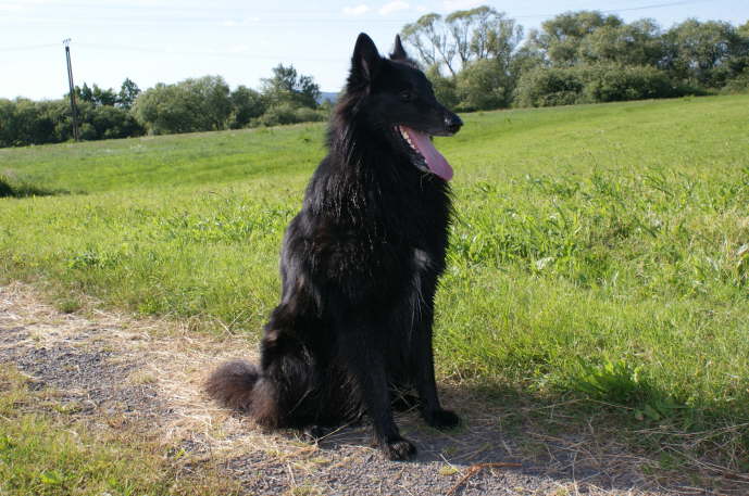 Asco in den Fuldawiesen 