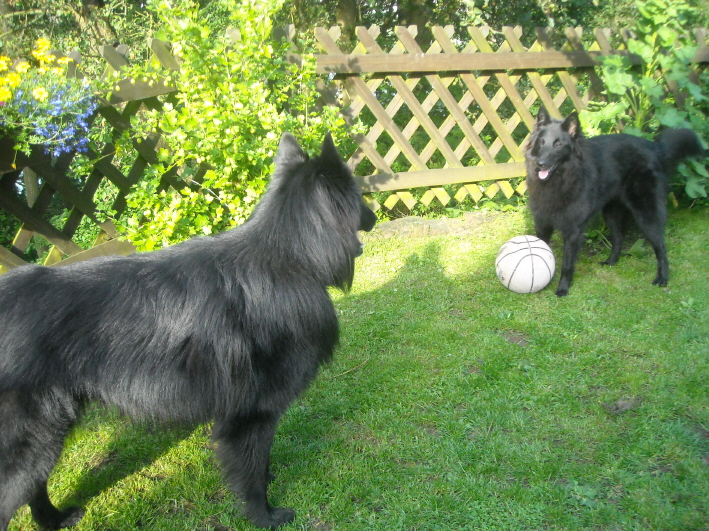 Asco und Aisha beim Spielen, 18.06.2009